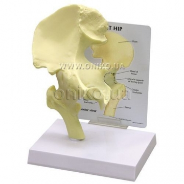 Basic Hip