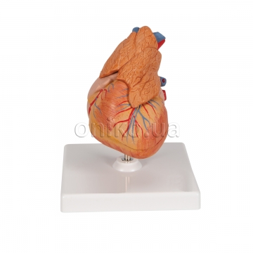 Classic Human Heart Model with Thymus, 3 part