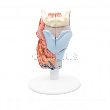 Модель гортані людини, 2 частини