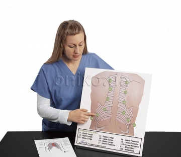 Posterior Auscultation Practice Board