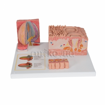 Microanatomy Human Tongue Model