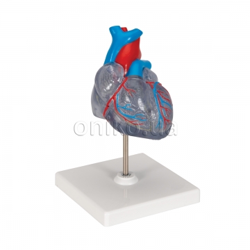 Классическая модель сердца, прозрачная