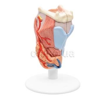 Ear, Nose & Throat Models