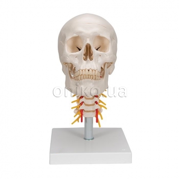 Human Skull Model on Cervical Spine, 4 part