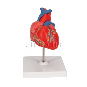 Classic Human Heart Model, 2 part