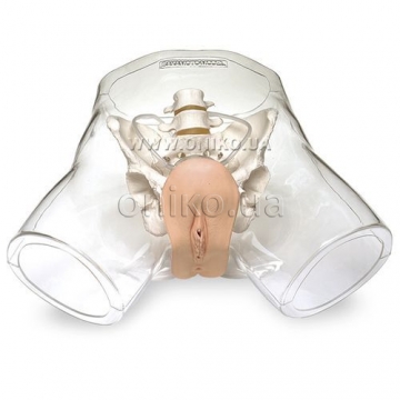 Transparent Female Catheter Model