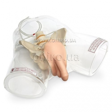 Transparent Male Catheter Model