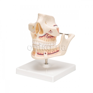 Dental Models