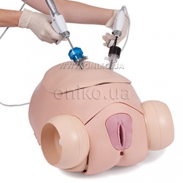 Surgical Female Pelvic Trainer