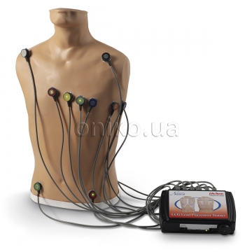 15-Lead ECG Placement Trainer