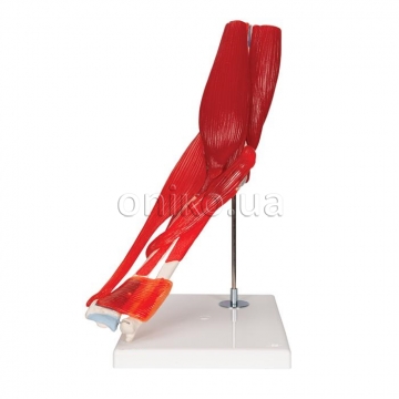 Elbow Joint with Removable Muscles, 8 part