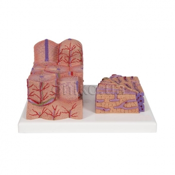 Microanatomy Liver Model