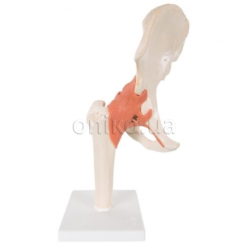 Deluxe Functional Hip Joint Model