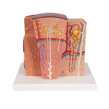 Microanatomy Kidney Model