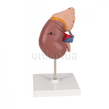 Kidney Model with Adrenal Gland, 2 part