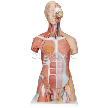 Deluxe Dual Sex Human Muscle Torso Model, 31 part