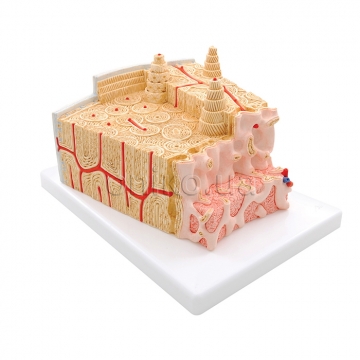 Microanatomy Bone Structure Model