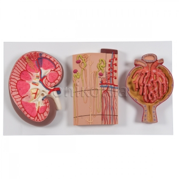 Модель розрізу нирки людини з нефронами, кровоносними судинами та нирковими тільцями