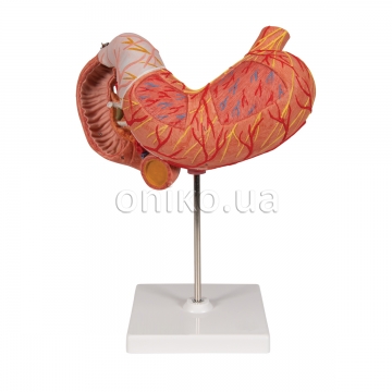 Модель шлунка людини, 3 частини