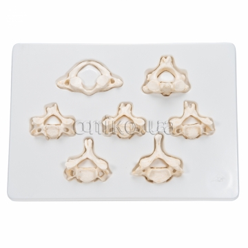 Set of 7 Human Cervical Vertebrae