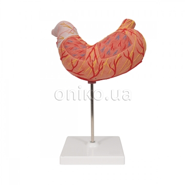 Модель желудка человека, 2 части