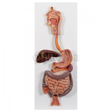 Human Digestive System Model, 3 part