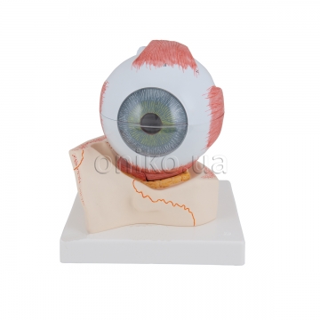 Модель ока в кістковій очниці