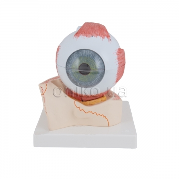 Human Eye Model, 5 times Full-Size, 7 part