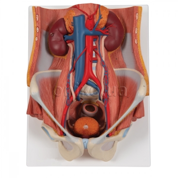 Dual Sex Urinary System Model, 6 part