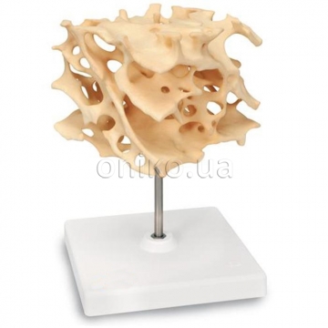 Модель структуры губчатой кости