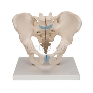 Pelvis male, 3-part