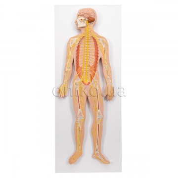 Human Nervous System Model, 1/2 Life-Size