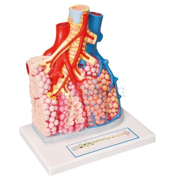 Model of Pulmonary Lobule with Surrounding Blood Vessels, 130 times Magnified