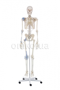 Скелет «Отто» зі зв'язками