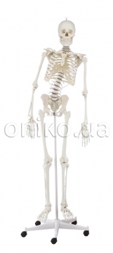 Скелет «Гюго» з рухомим хребтом