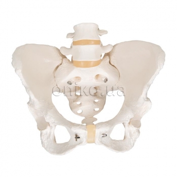 Human Female Pelvic Skeleton Model