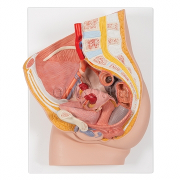 Female Pelvis Model in Median Section