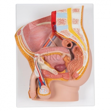 Male Pelvis Model in Median Section