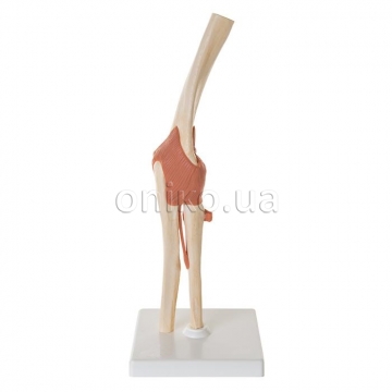 Deluxe Functional Elbow Joint Model