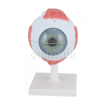 Human Eye Model, 5 times Full-Size, 6 part