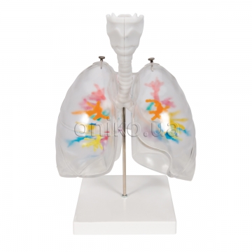 CT Bronchial Tree Model with Larynx & Transparent Lungs