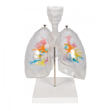 Lung Models