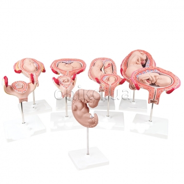 Deluxe Pregnancy Models Series, 9 Individual Embryo & Fetus Models