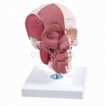 Skull with Facial Muscles
