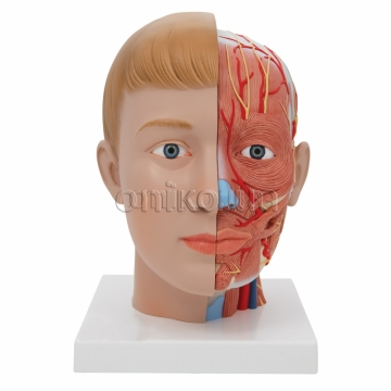 Human Head Model with Neck, 4 part