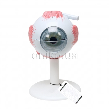 Human Eye Model, 3 times Full-Size, 6 part