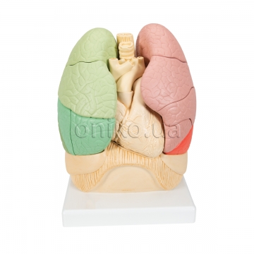 Segmented Lung Model