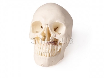 Skull model for dentistry and oral surgery, 5-part