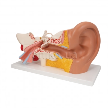 Модель вуха, збільшена в 3 рази, 4 частини