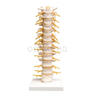 Thoracic Human Spinal Column Model